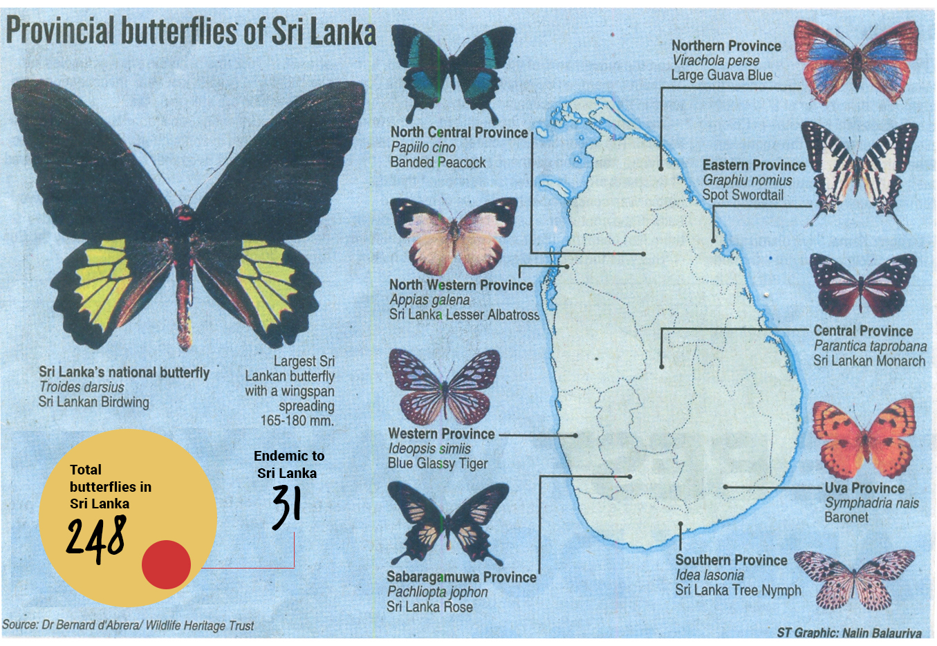 Sri Lankan Provincial butterflies sri-lanka holiday guru