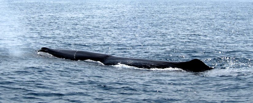 Sperm Whale Blowing Mirissa Sri Lanka