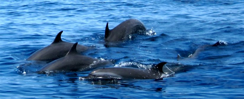 Sri Lanka Dolphins Mirissa Sri Lanka