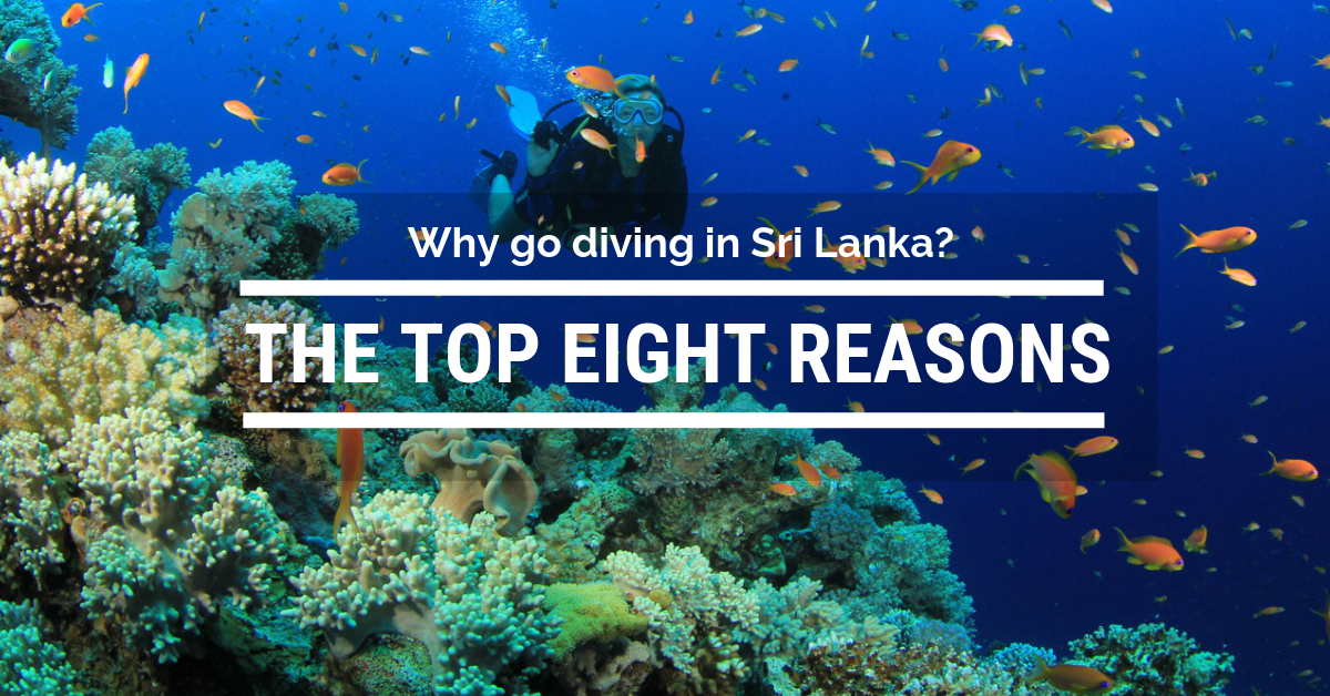 The Top Eight Reasons to go Scuba Diving in Sri Lanka