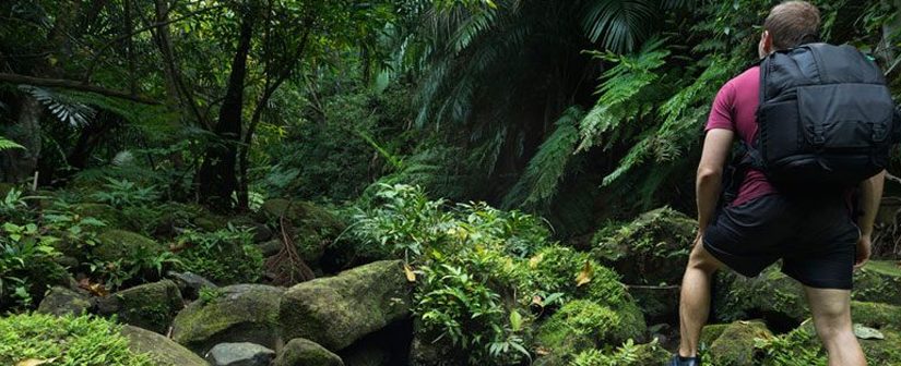 Udawatta Kele Kandy Royal Forest Park or Udawattakele Sanctuary