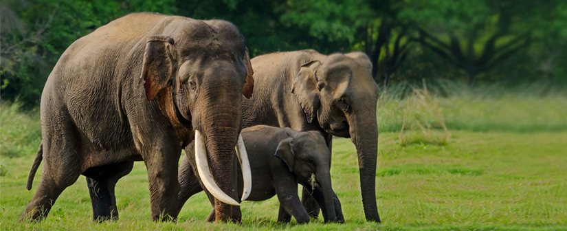 Elephants in Kalawewa National Park