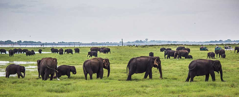 Kaudulla National Park Elephants