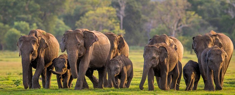 Minneriya National park Elephants