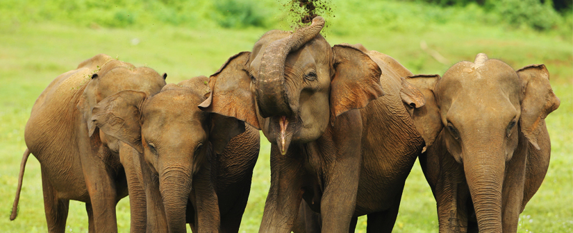 Udawalawe National Park elephants