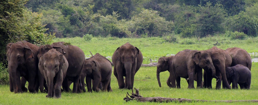 Wasgamuwa National Park Elephants