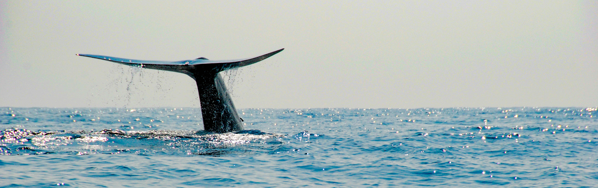 whale watching at mirissa Sri Lanka