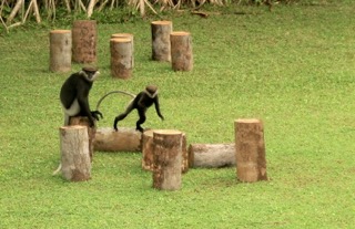 1.Purple-faced Leaf Monkeys, an endemic species, frolic in my garden