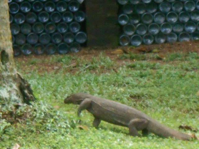 Iguana in Sri Lanka