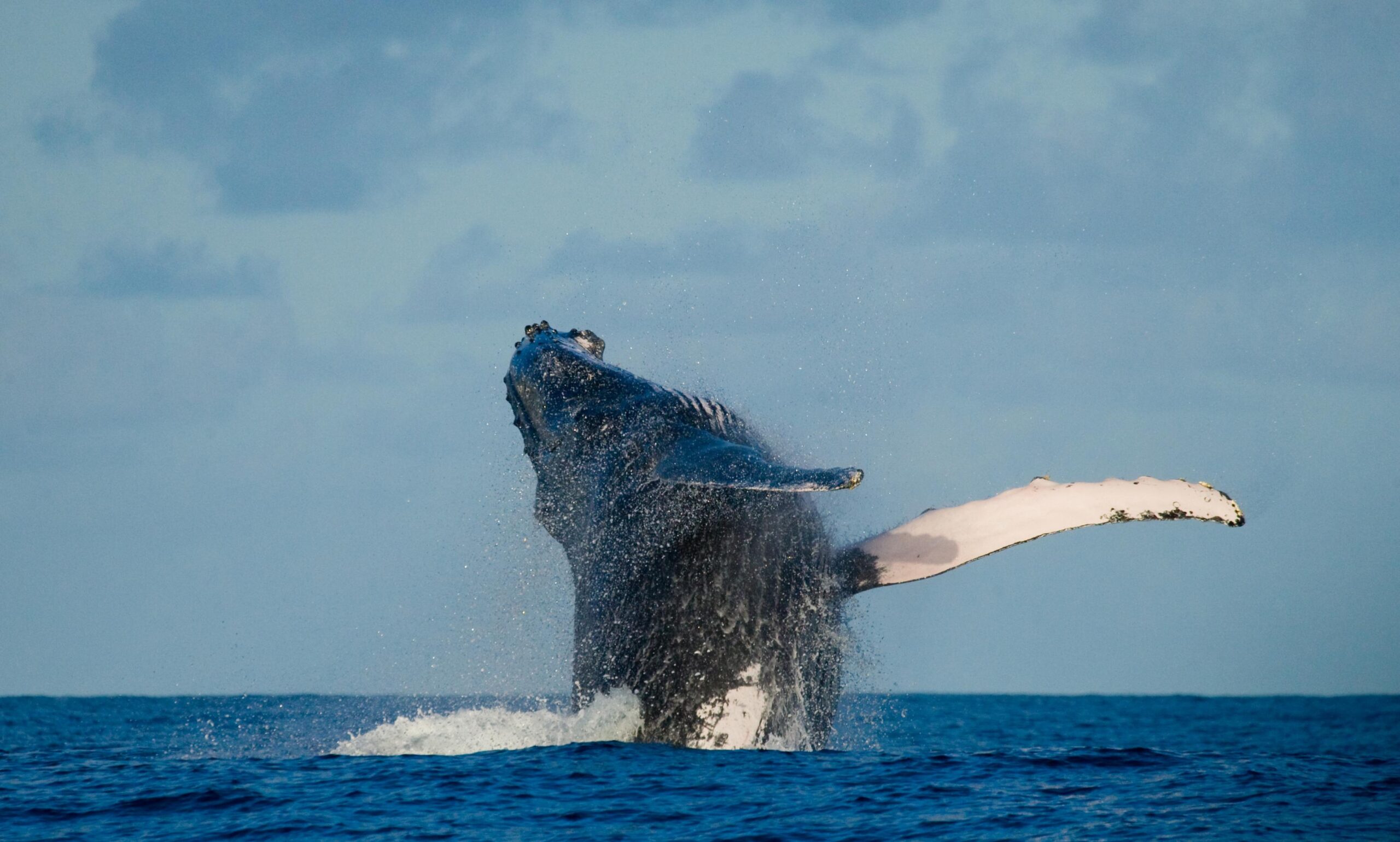 humpback-whale-is-jumping-out-water (1)
