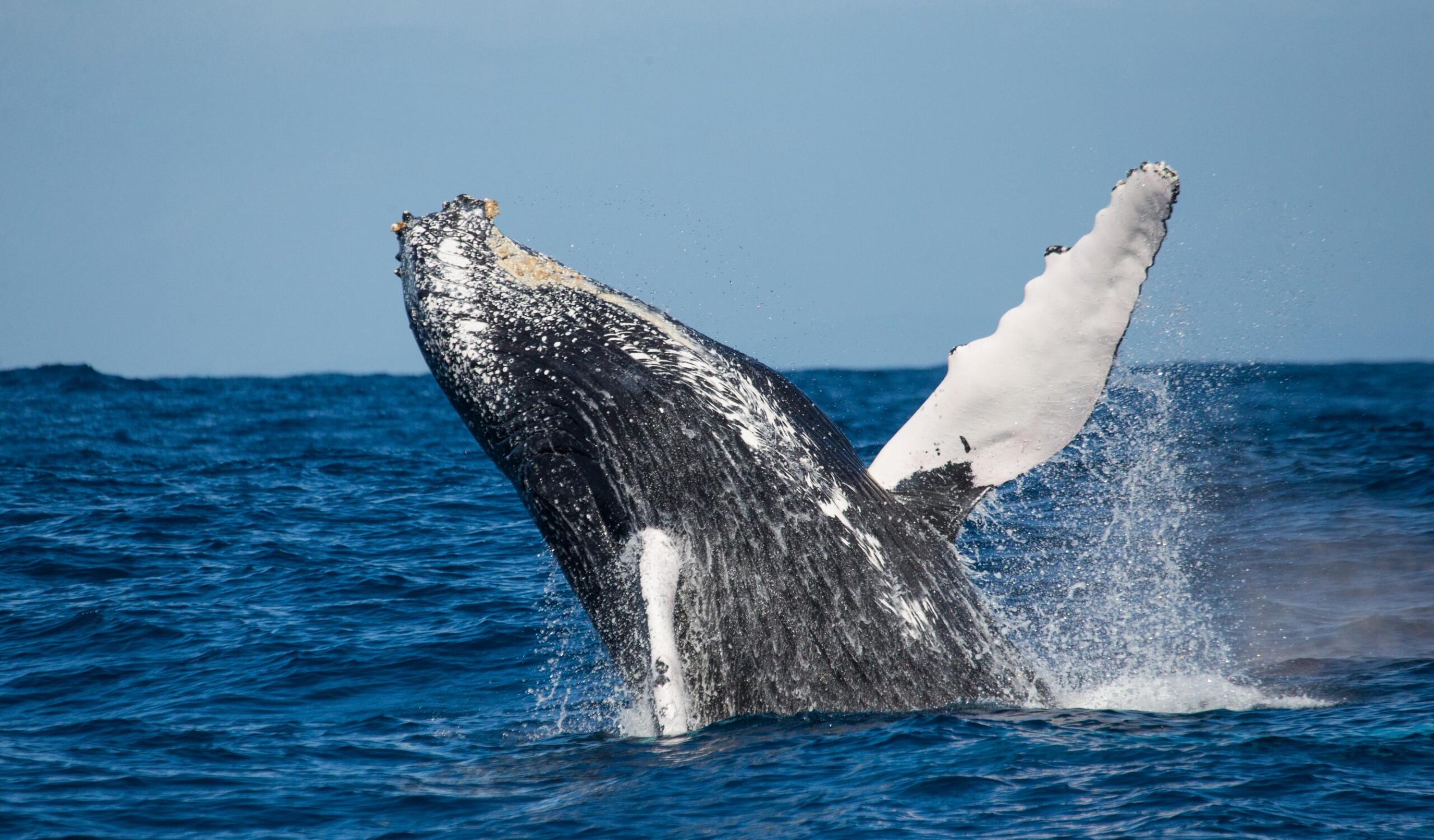 humpback-whale-is-jumping-out-water (2)