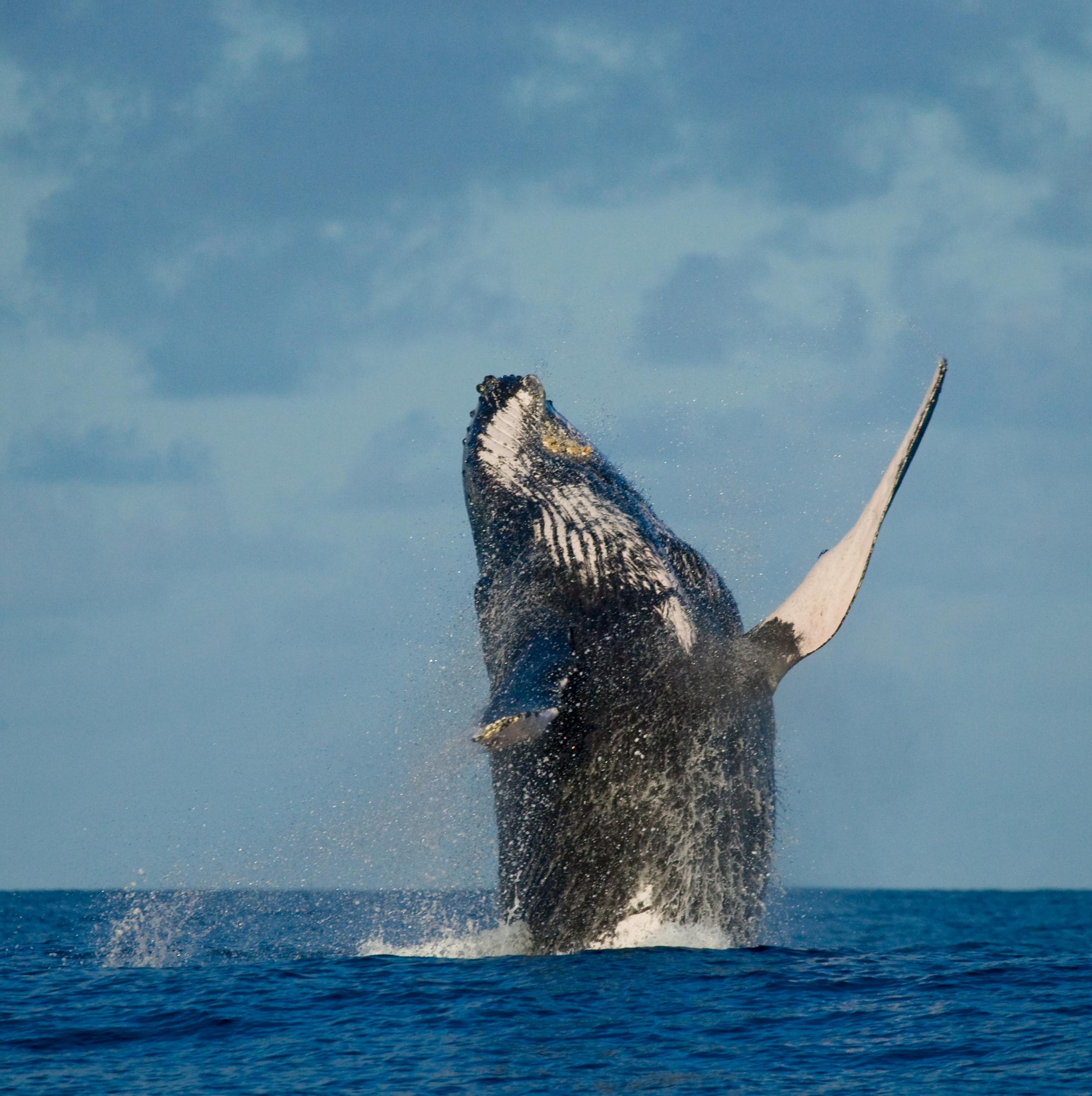 humpback-whale-is-jumping-out-water