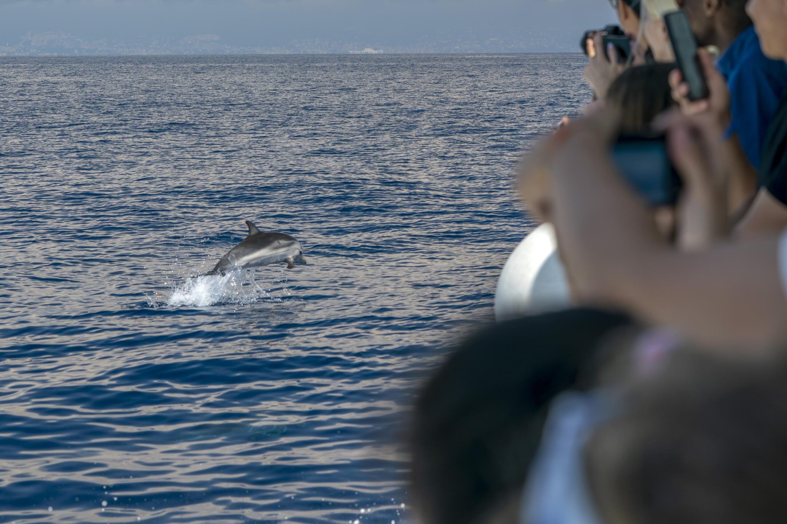 whale-watching-dolphin-genoa-ligurian-sea-italy